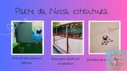 Nosso Canil 