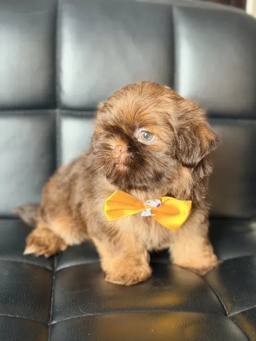 Nossos Filhotes